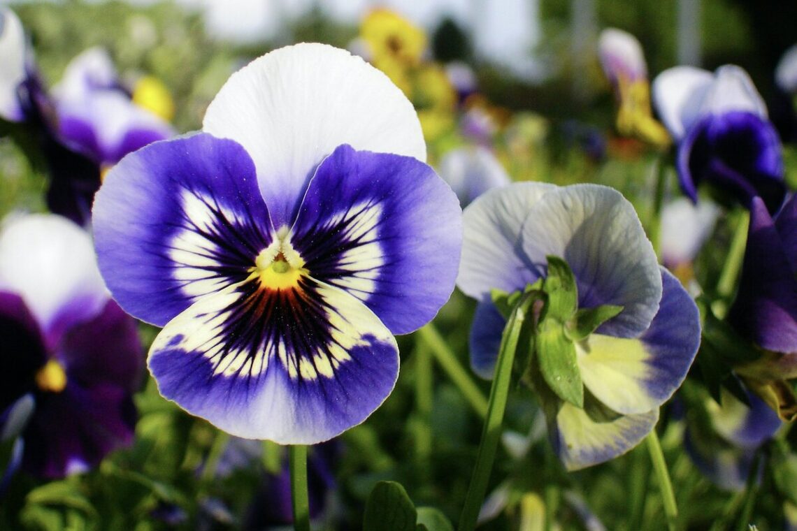 Geboortebloem: deze bloem past bij jouw maand – Babynamen.nl